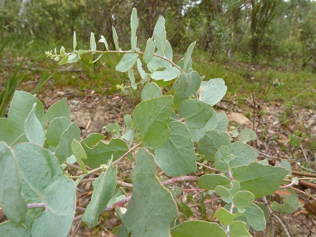 Eucalyptus bridgesiana