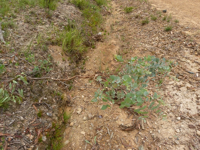 Eucalyptus bridgesiana (Eucalyptus bridgesiana)