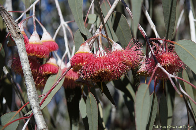 Eucalyptus caesia (Eucalyptus caesia)