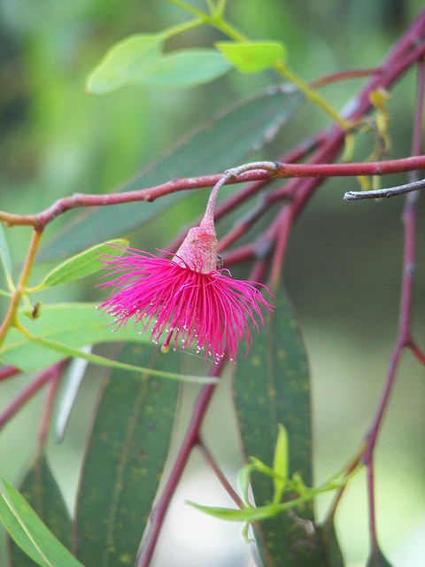 Eucalyptus caesia