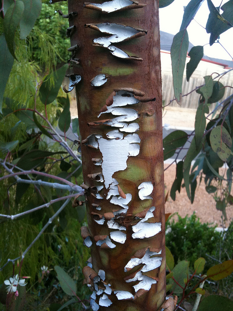 Eucalyptus caesia