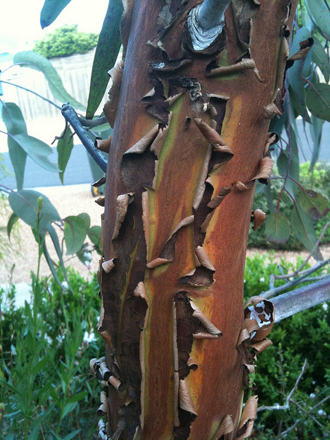 Eucalyptus caesia