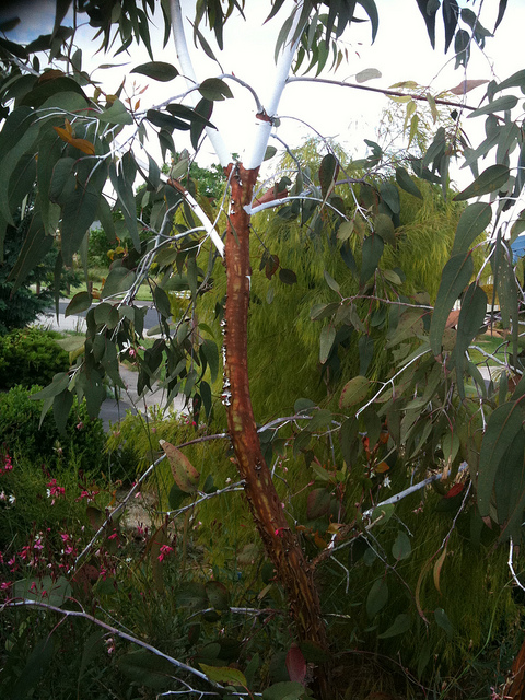 Eucalyptus caesia