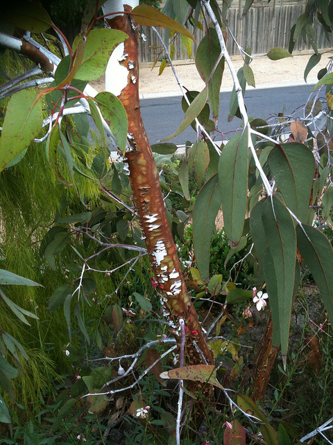 Eucalyptus caesia