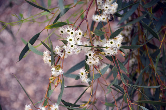 Eucalyptus calycogona (Eucalyptus calycogona)