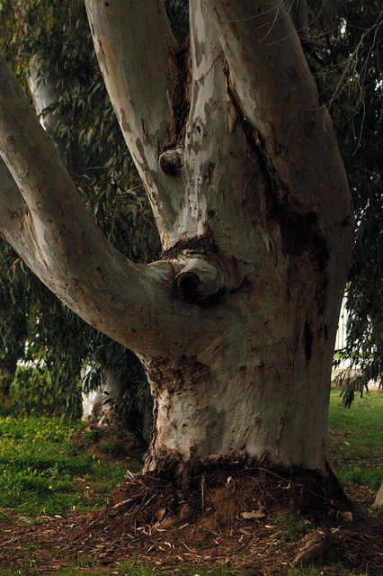 Gommier de camaldoli