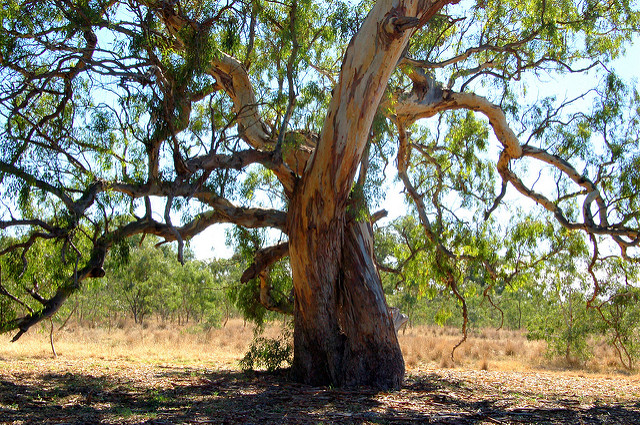 Gommier de camaldoli