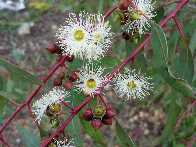 Gommier de camaldoli (Eucalyptus camaldulensis)