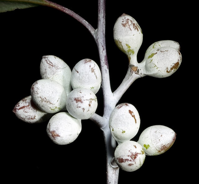 Eucalyptus campaspe (Eucalyptus campaspe)