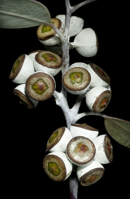 Eucalyptus campaspe
