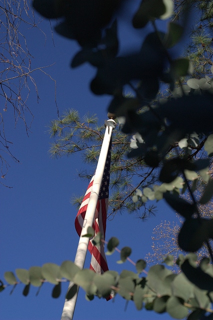 Eucalyptus cinerea