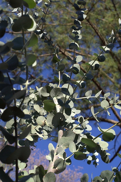 Eucalyptus cinerea