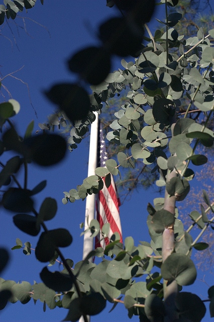 Eucalyptus cinerea