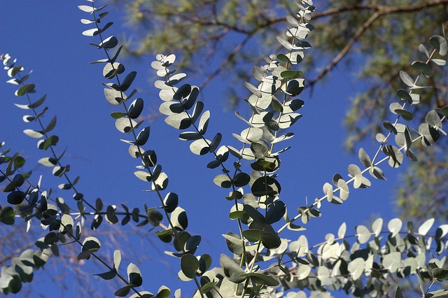Eucalyptus cinerea (Eucalyptus cinerea)