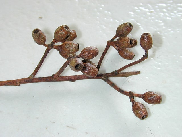 Eucalyptus cladocalyx