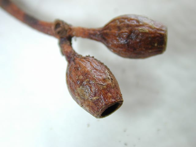 Eucalyptus cladocalyx