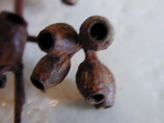 Eucalyptus cladocalyx