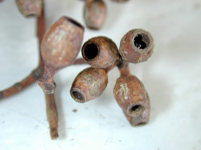 Eucalyptus cladocalyx