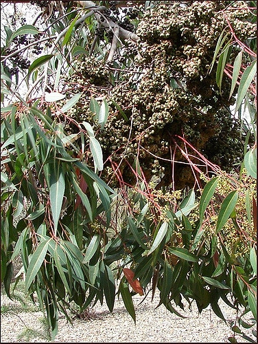Eucalyptus cloeziana