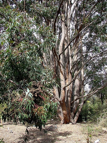 Eucalyptus cloeziana