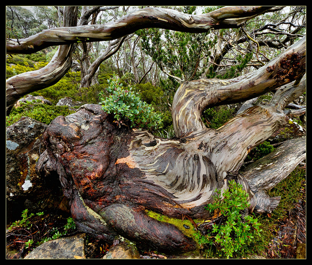 Eucalyptus coccifera (Eucalyptus coccifera)