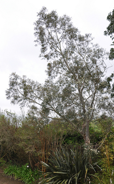 Eucalyptus coccifera