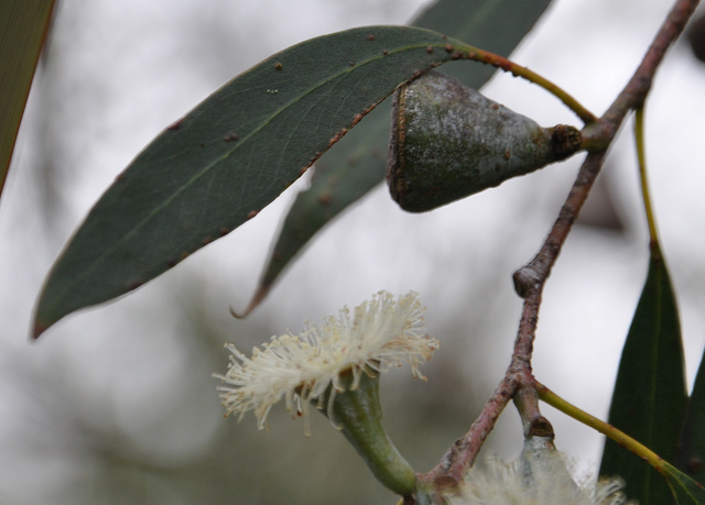 Eucalyptus coccifera