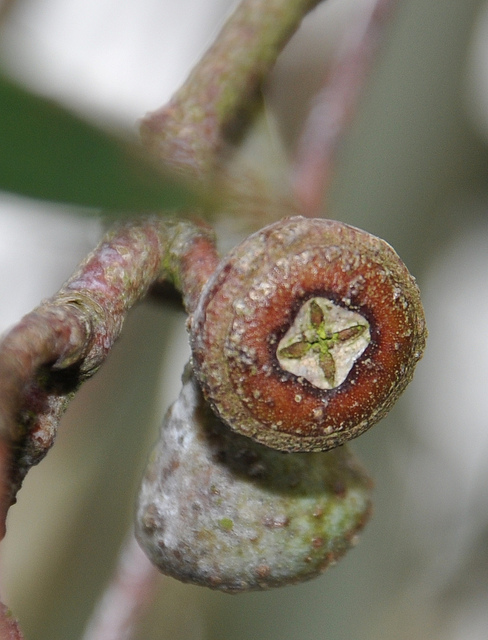 Eucalyptus coccifera