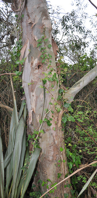 Eucalyptus coccifera