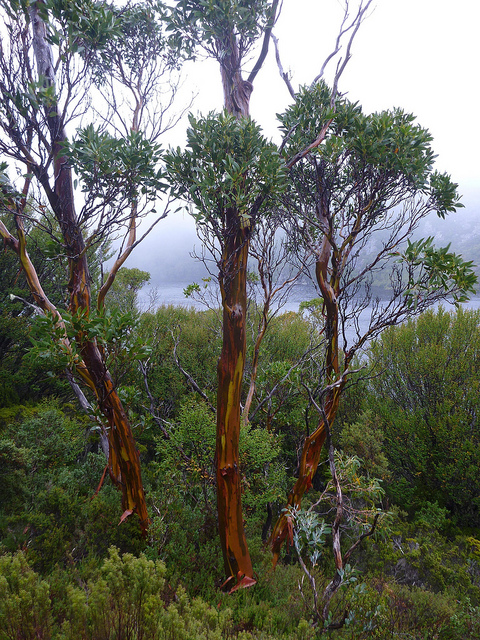 Eucalyptus coccifera
