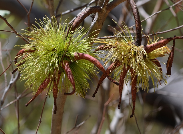 Eucalyptus cornuta