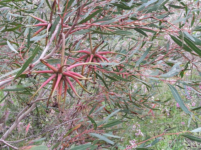 Eucalyptus cornuta