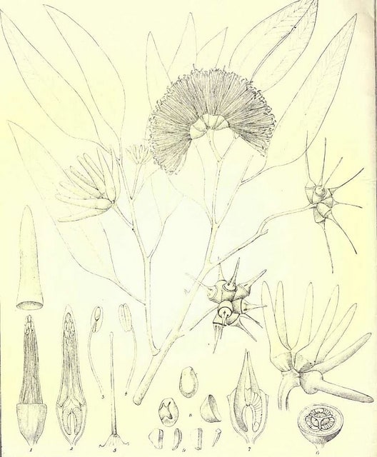 Eucalyptus cornuta