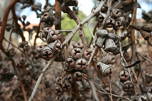 Eucalyptus cornuta (Eucalyptus cornuta)