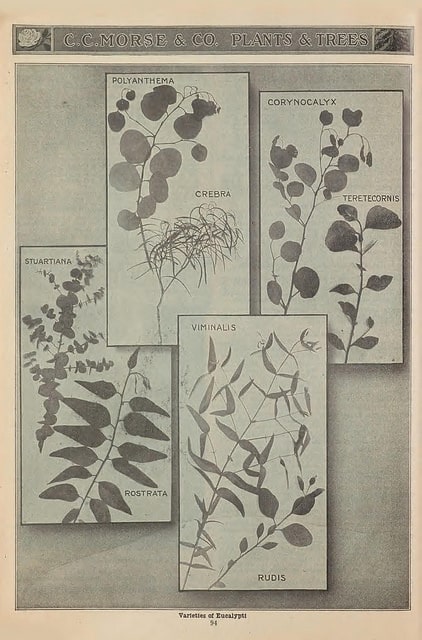 Eucalyptus crebra