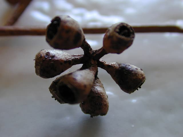 Eucalyptus crebra