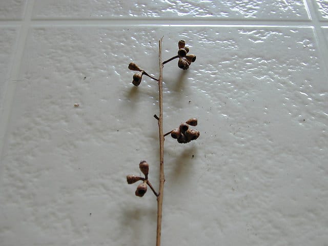 Eucalyptus crebra