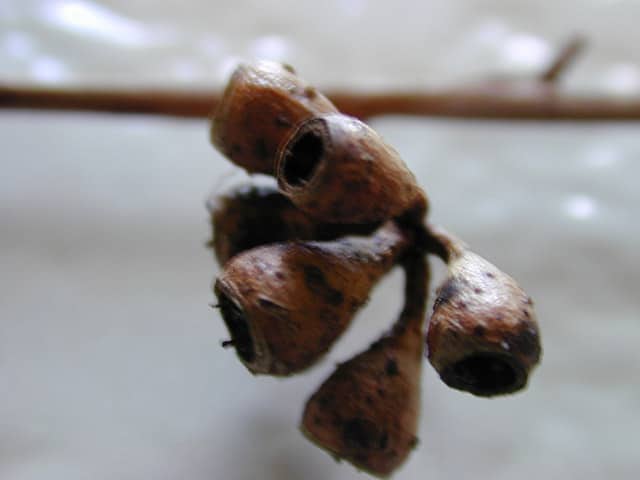 Eucalyptus crebra (Eucalyptus crebra)