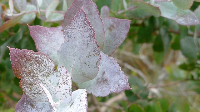 Eucalyptus crenulata