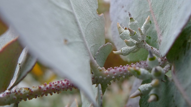 Eucalyptus crenulata