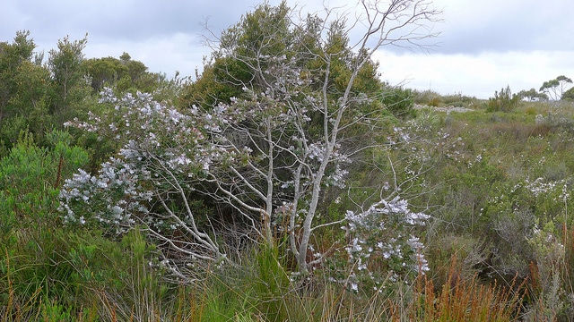 Eucalyptus crenulata (Eucalyptus crenulata)