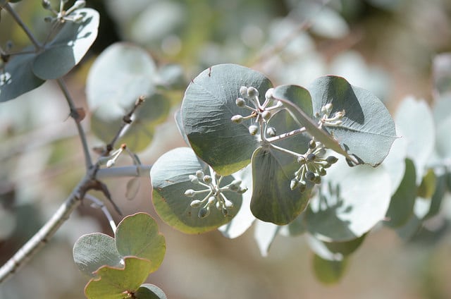 Eucalyptus crucis
