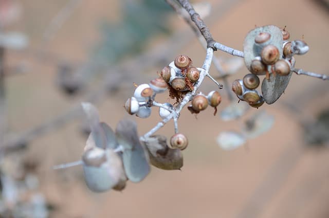 Eucalyptus crucis