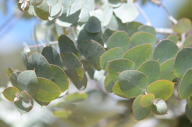 Eucalyptus crucis