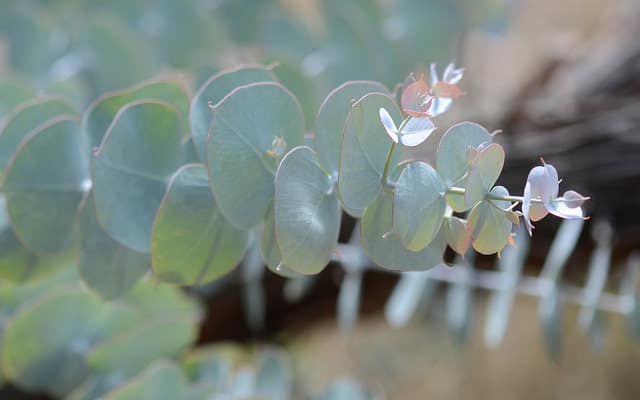 Eucalyptus crucis