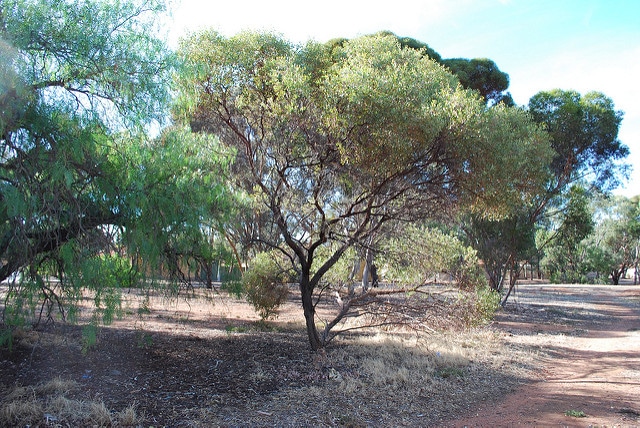 Eucalyptus crucis