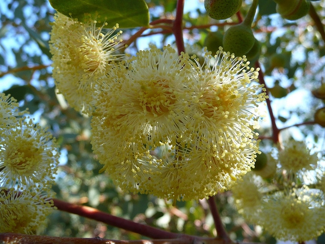 Eucalyptus crucis