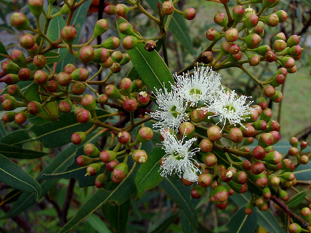 Eucalyptus curtisii