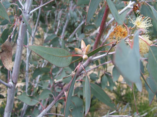 Eucalyptus dealbata