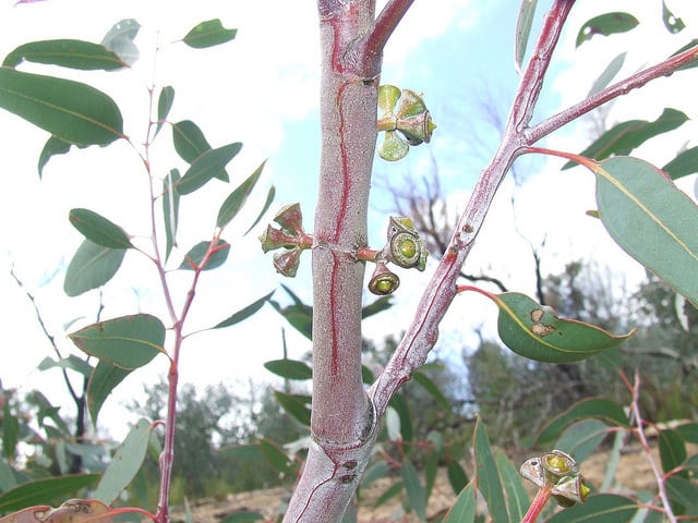 Eucalyptus dealbata